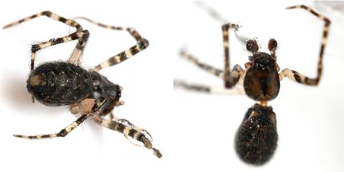 Réf. 340 230 : Theridion sp.